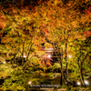 Autumn colors light up ①