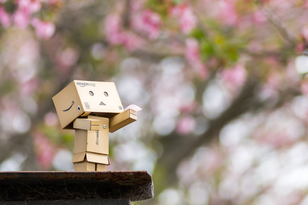 Danboard & cherry blossoms