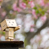 Danboard & cherry blossoms