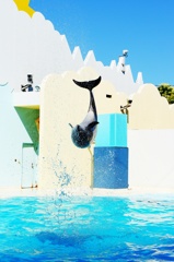 Dolphin　Jump