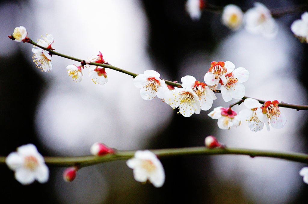 白梅の花