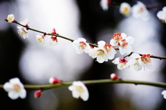 白梅の花