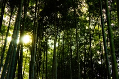 日本の竹林
