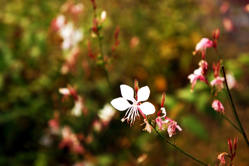可憐に咲く一輪の花