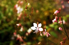 可憐に咲く一輪の花