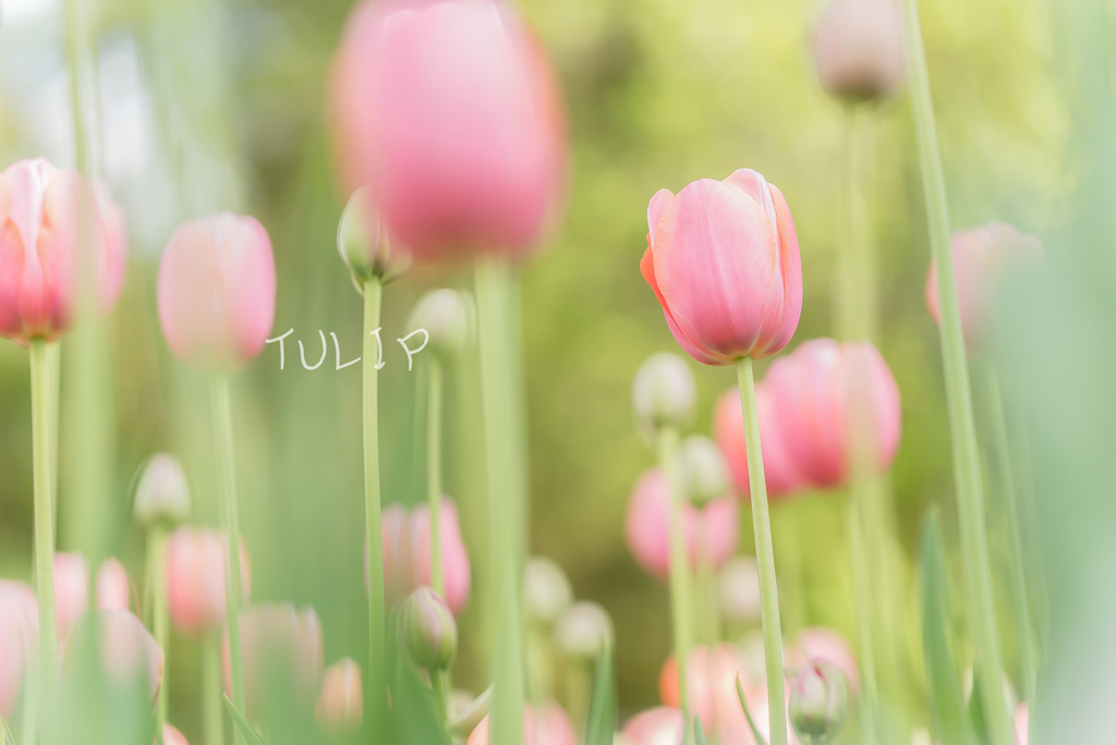 PINK TULIP