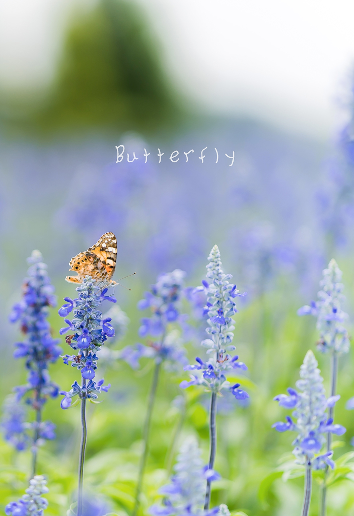 Blue salvia & Butterfly