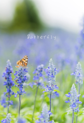 Blue salvia & Butterfly