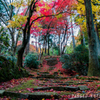 autumn road to a shrine
