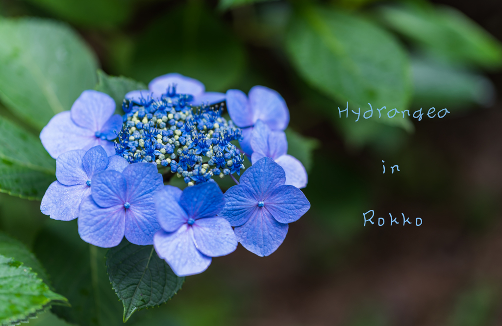 Hydrangea in Rokko