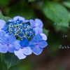 Hydrangea in Rokko