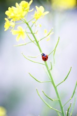 てんとう虫と菜の花