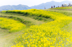 駆け抜けろ！菜の花畑へ