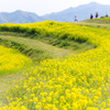 駆け抜けろ！菜の花畑へ