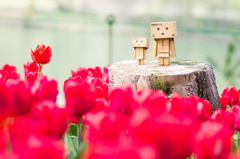 Danboard & tulips 