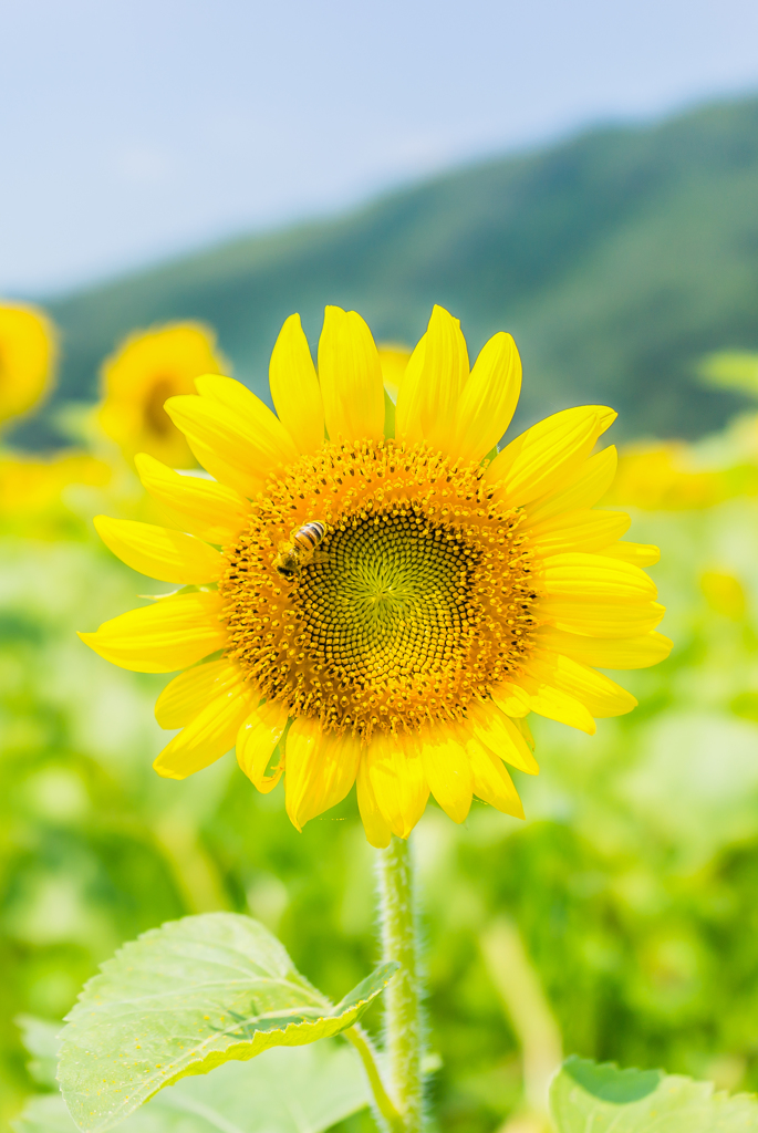 夏だ！ ひまわり畑に行こう！