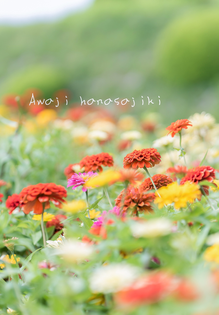 Marigold in Awaji hanasajiki