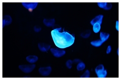 Jellyfish