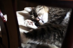 寝ん猫