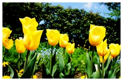 Yellow tulip