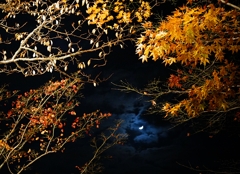 月夜の紅葉