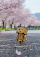 Danboard & Sakura