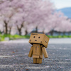 Danboard & Sakura