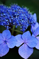 紫陽花