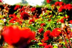 真紅の薔薇