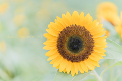 Sunflower in Awaji hanasajiki