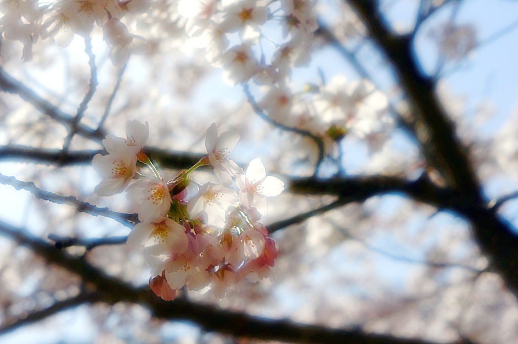 桜の時