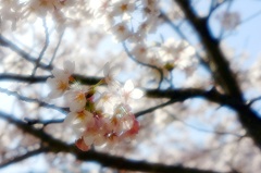 桜の時