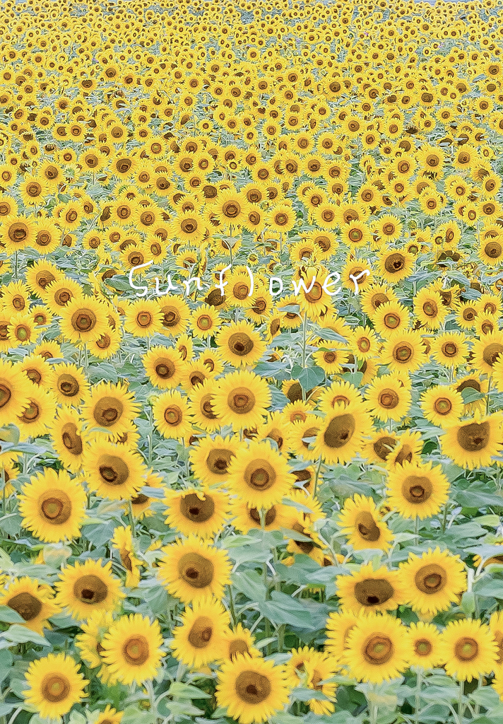 Sunflower field