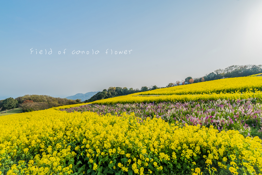 Field of canola flower