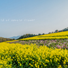 Field of canola flower