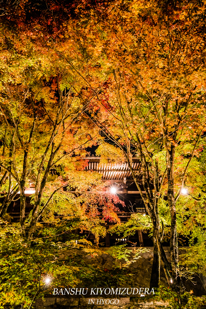 Autumn colors light up ②