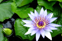 魅惑の睡蓮