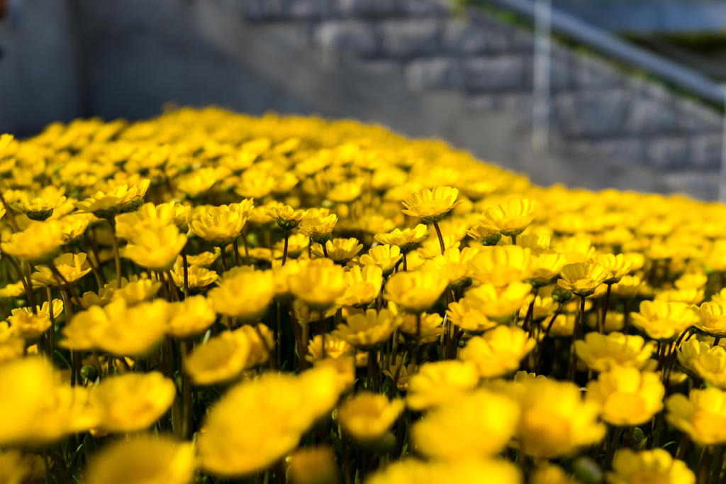 Golden Flowers