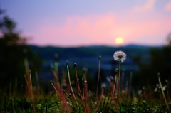 夕日と蒲公英