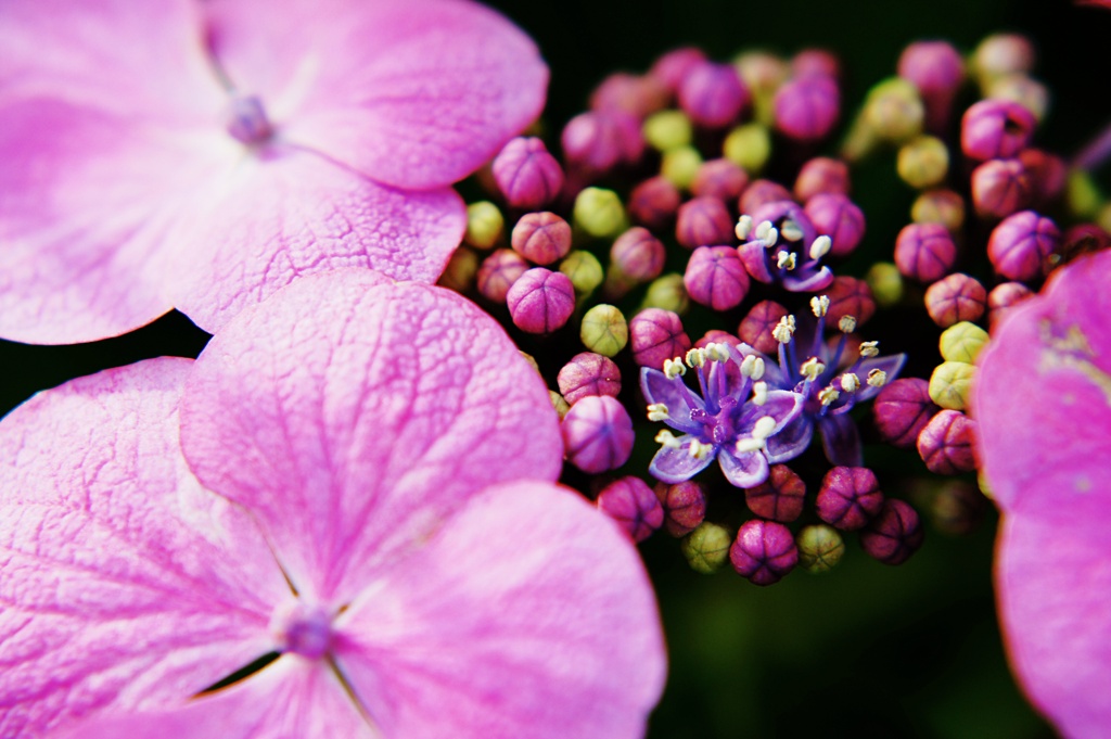 紫陽花に咲く花