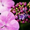 紫陽花に咲く花