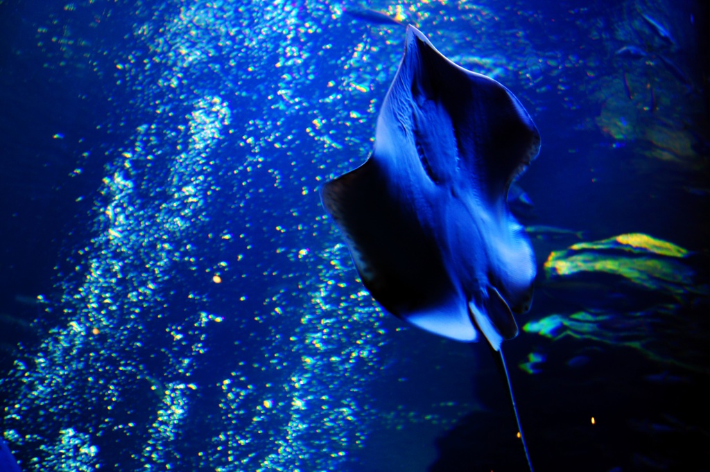 The ray