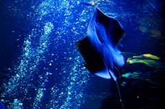 The ray