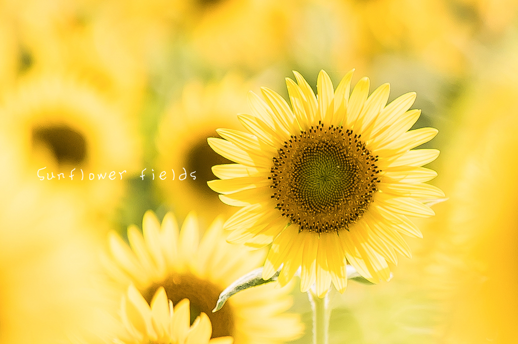 Sunflower fields