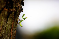 カマキリ