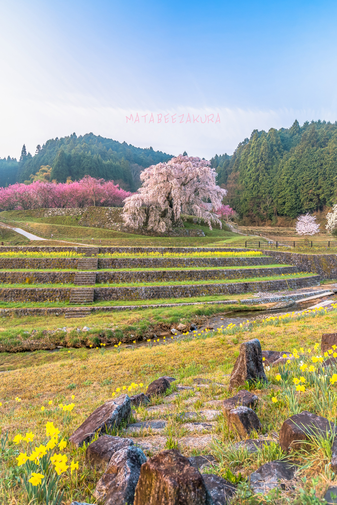 本郷の瀧桜