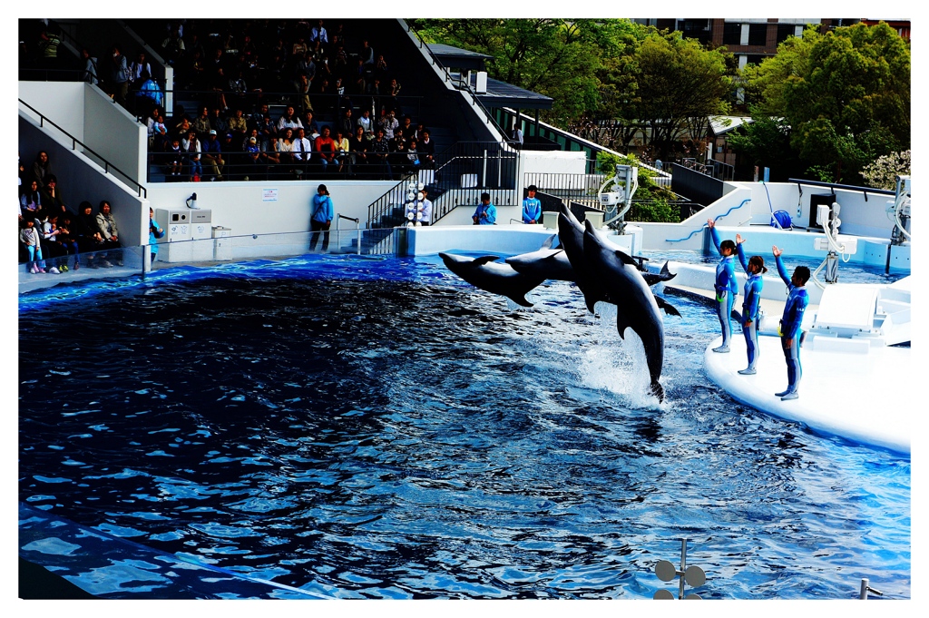 Jamping dolphin