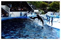 Jamping dolphin