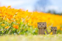 Danboard & Cosmos field 