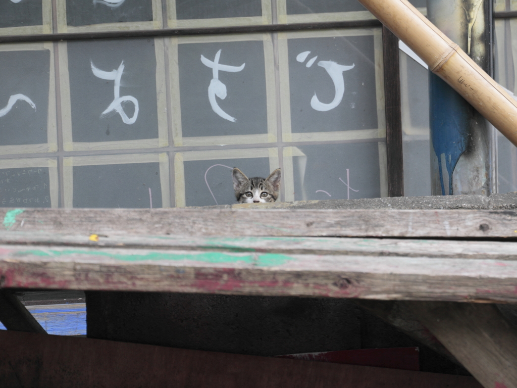 わたし、ねこ